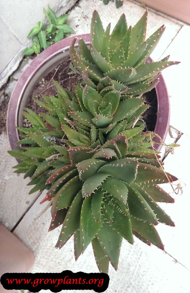 Aloe brevifolia plant