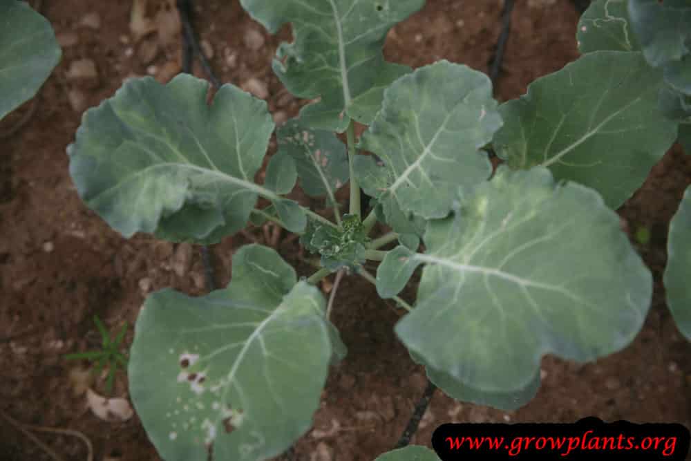 Growing Cauliflower plant