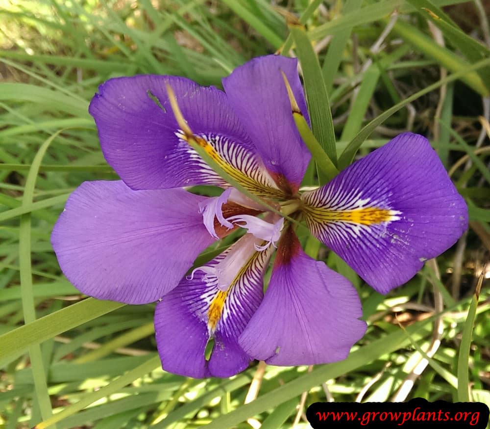 Iris unguicularis flower