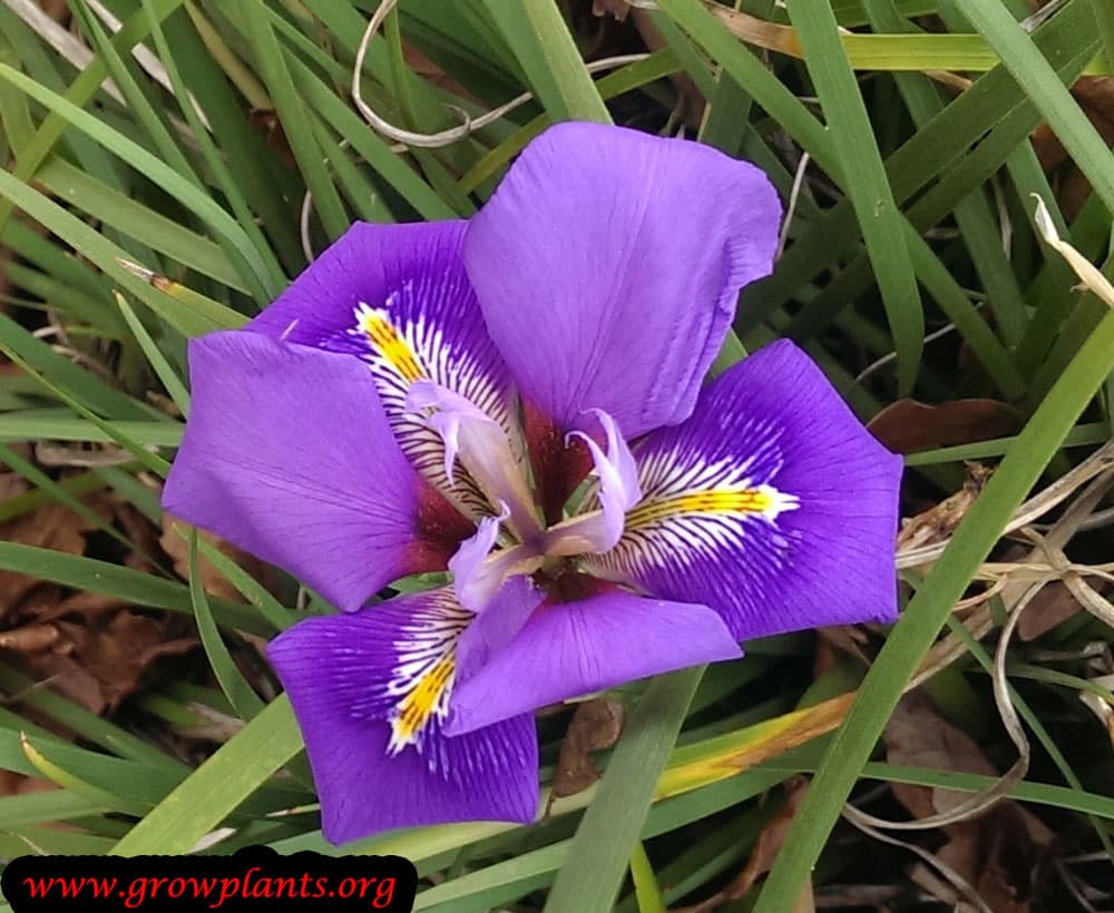 Growing Iris unguicularis