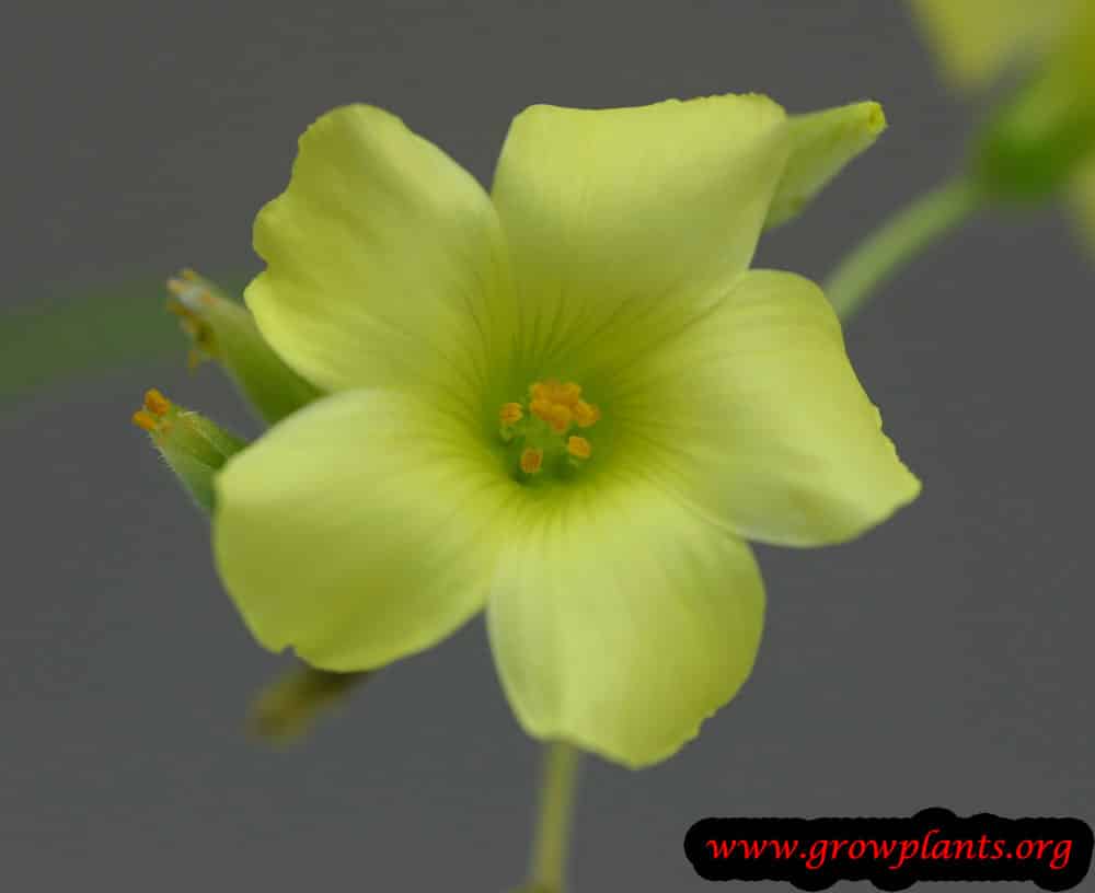 Oxalis pes caprae flower
