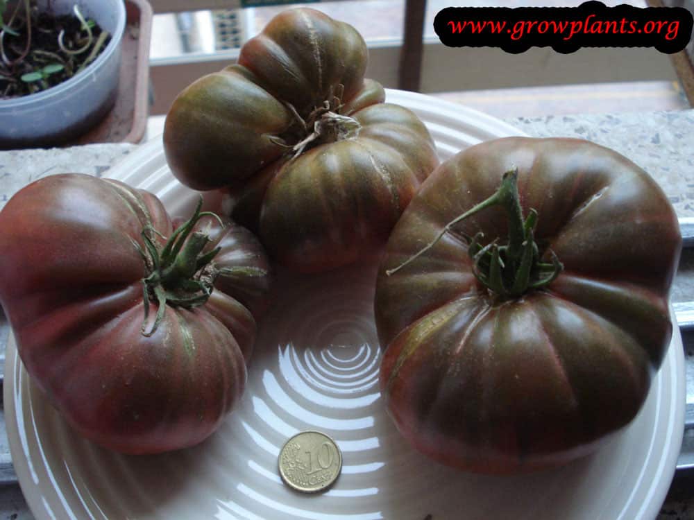 Harvest Purple tomato
