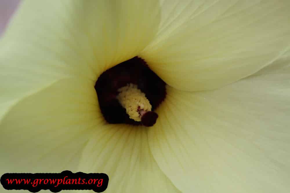 Abelmoschus manihot flower