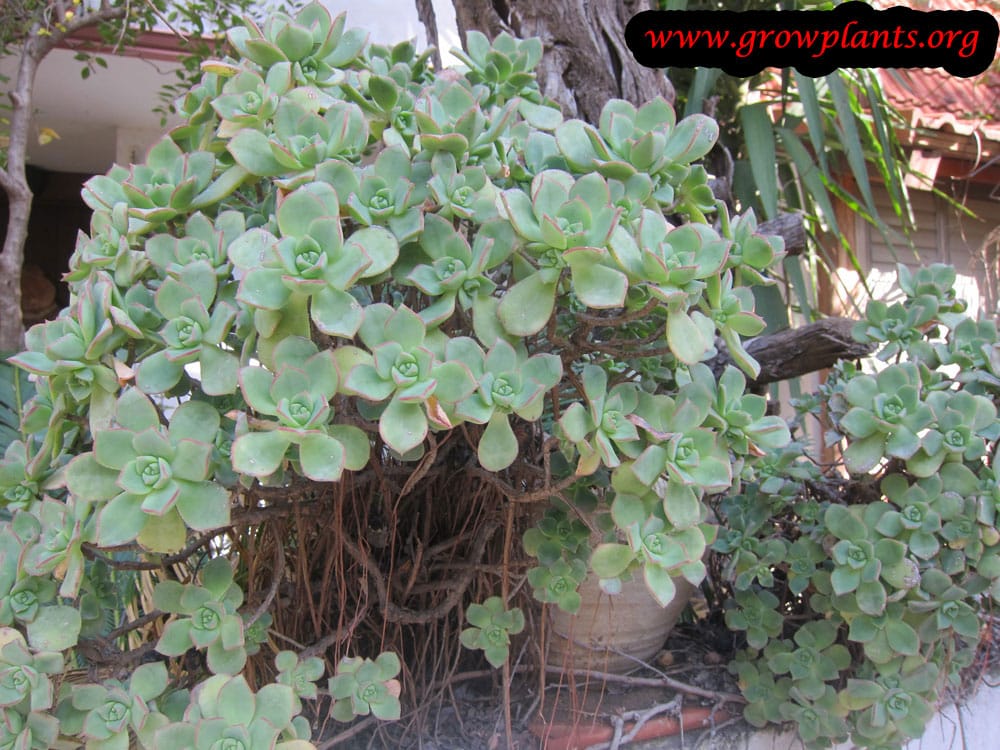 Aeonium castello paivae plant