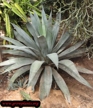 Agave americana - How to grow & care