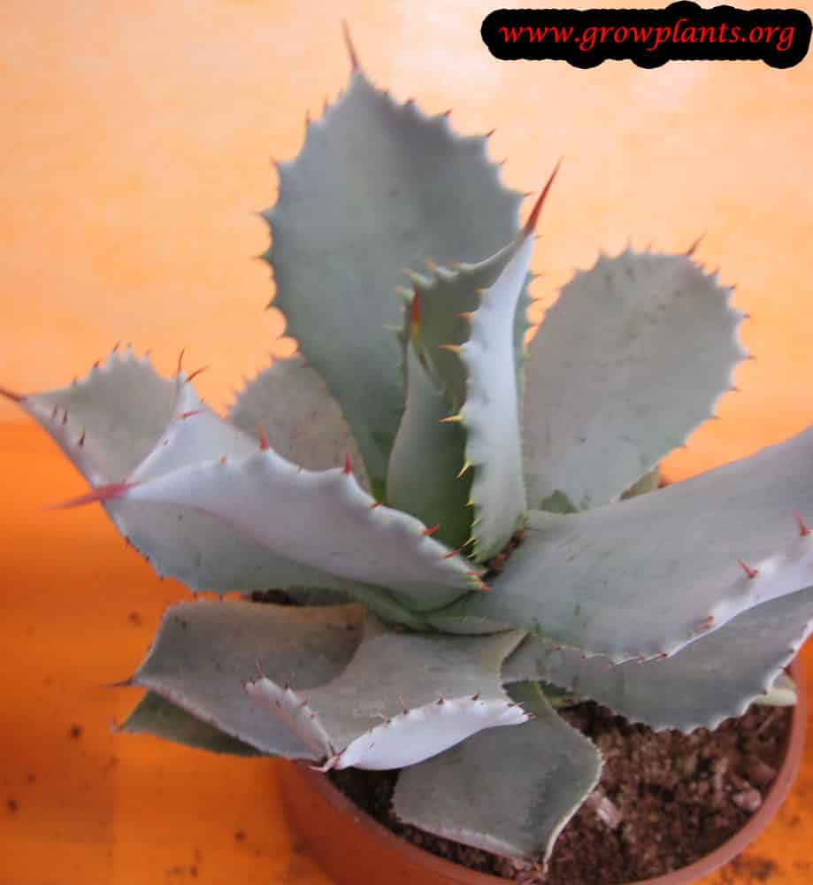 Agave potatorum plant