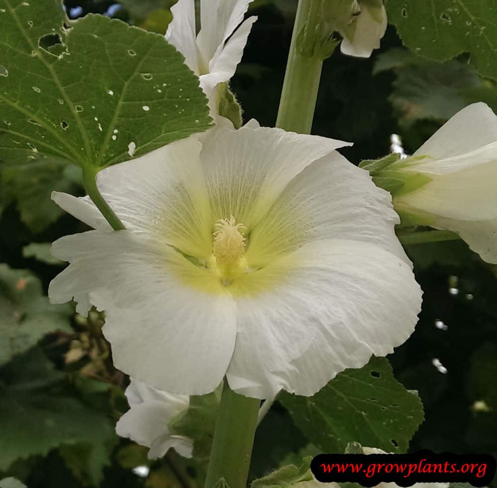 Alcea rosea white flowers