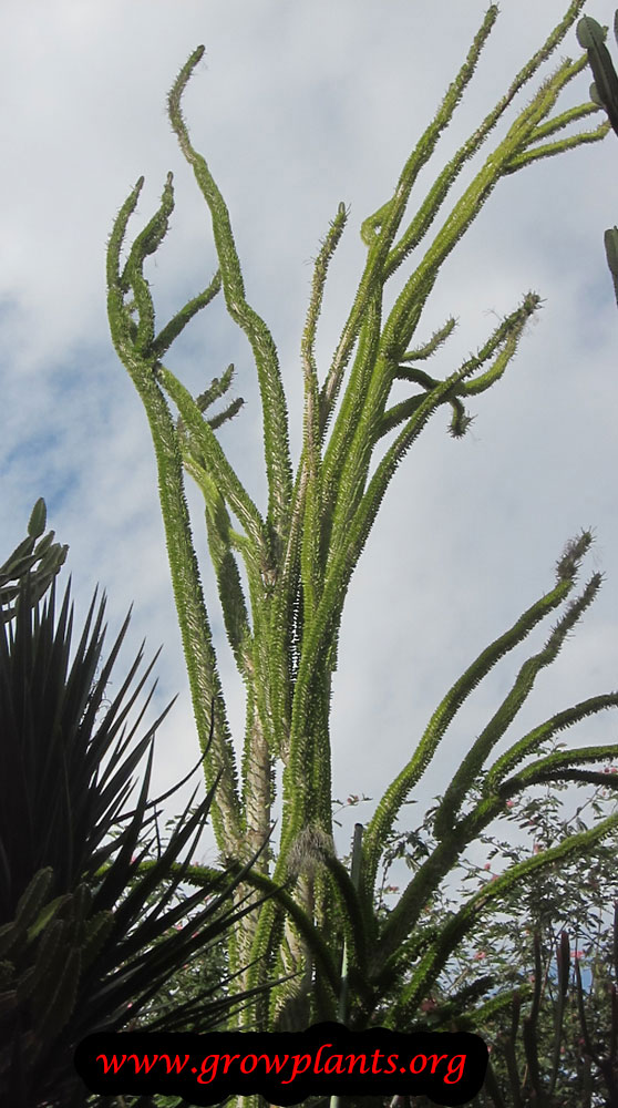 Alluaudia plant drought tolerant