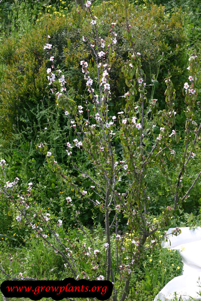 Almond tree care
