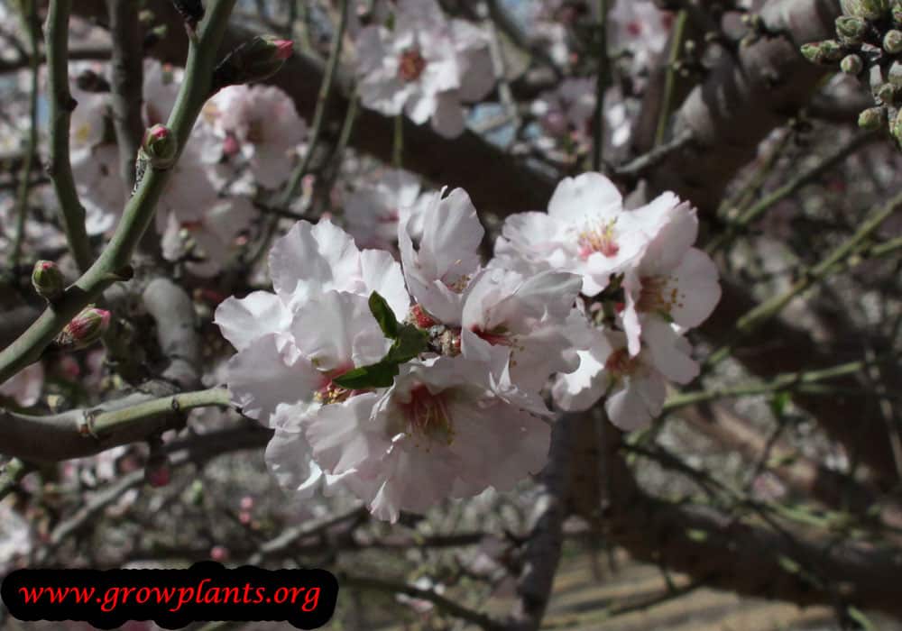 Almond tree flowers