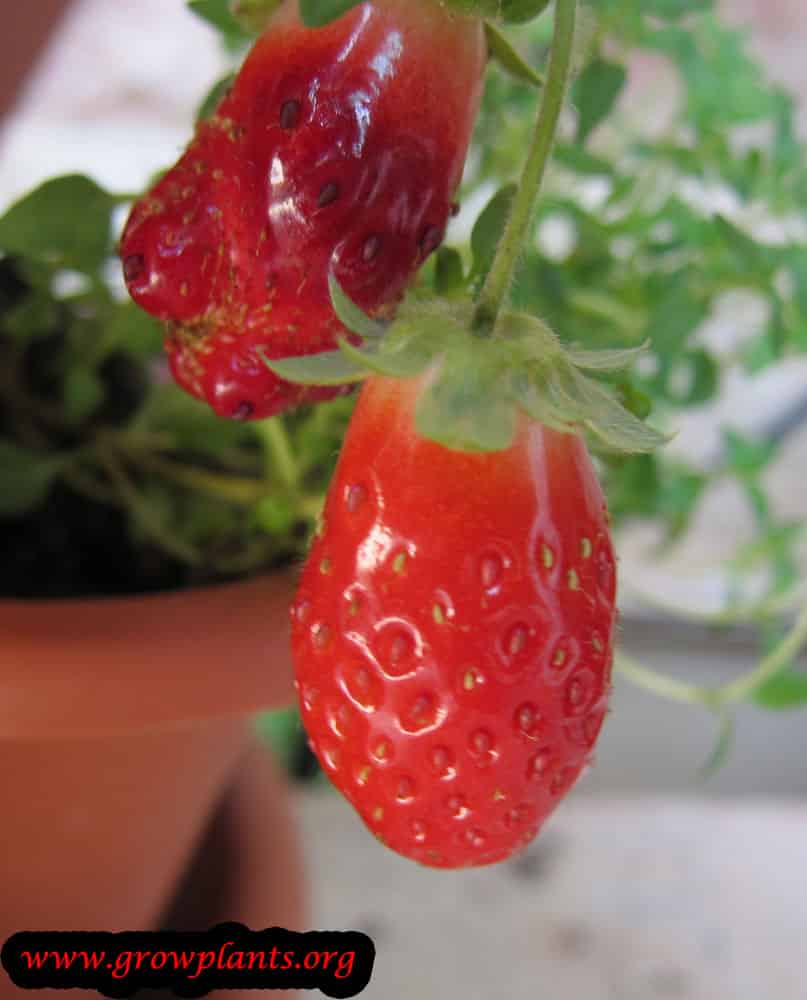 Growing Alpine strawberry fruit