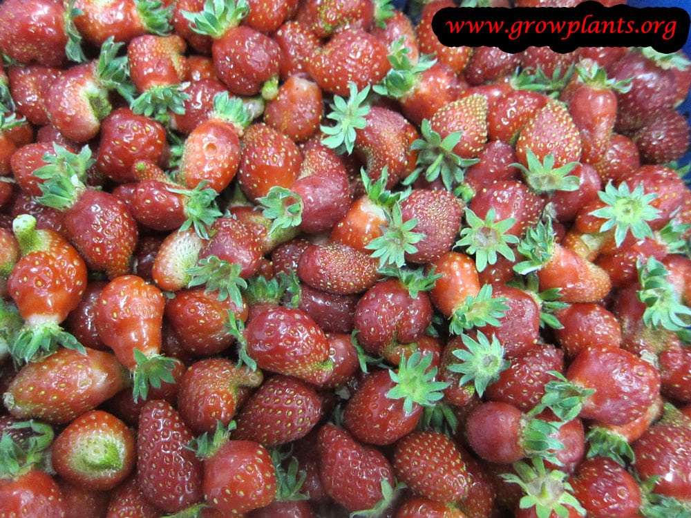 Alpine strawberry fruits