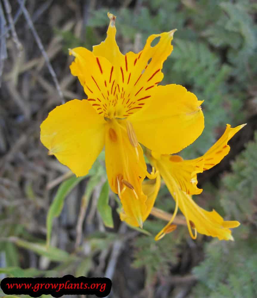 Alstroemeria yellow flower