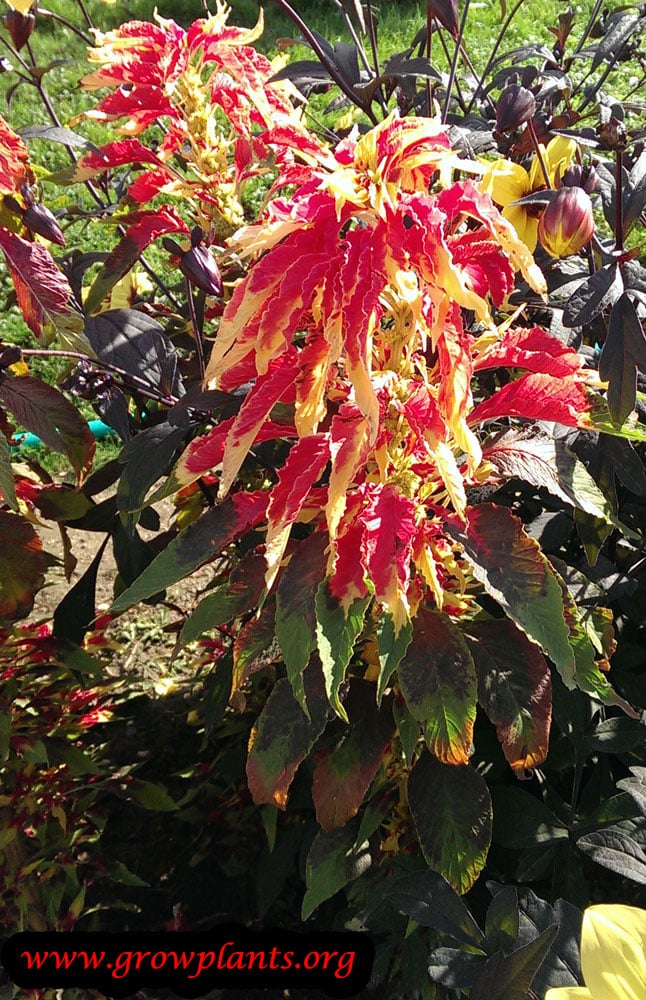 Amaranthus tricolor care