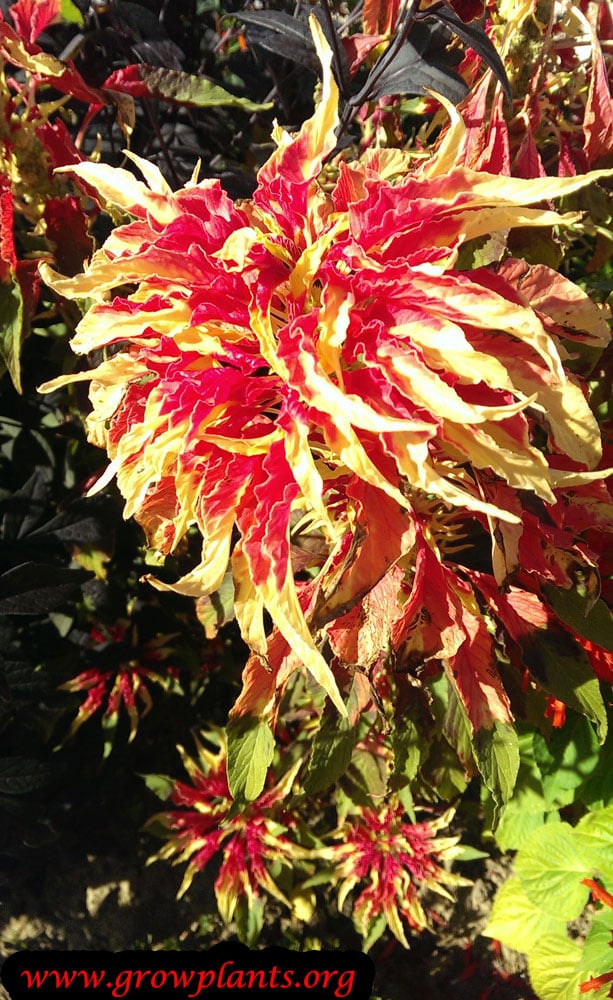 Amaranthus tricolor plant