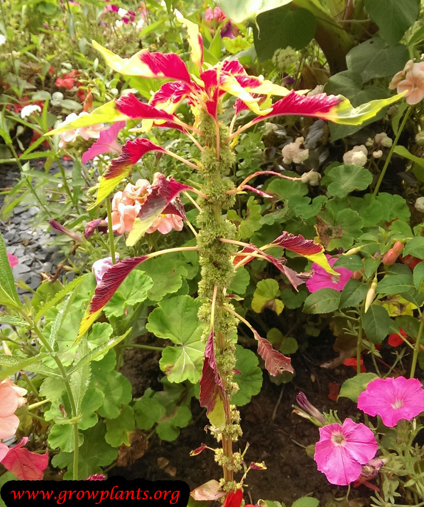 Amaranthus tricolor flower