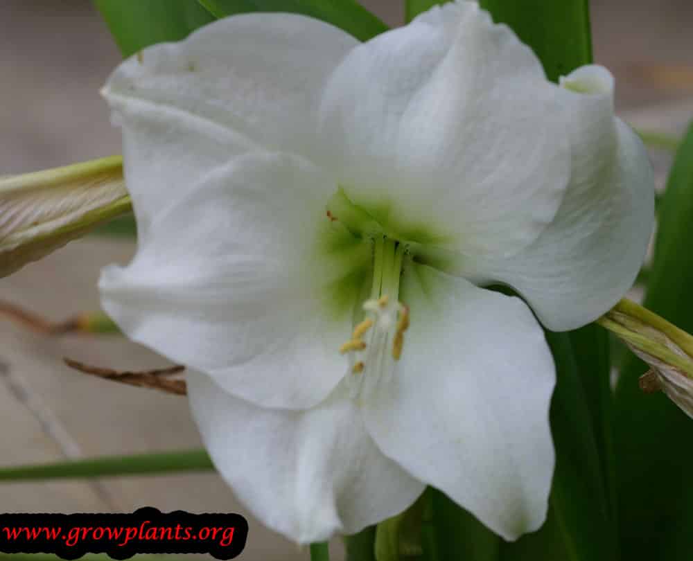 Amaryllis white flower