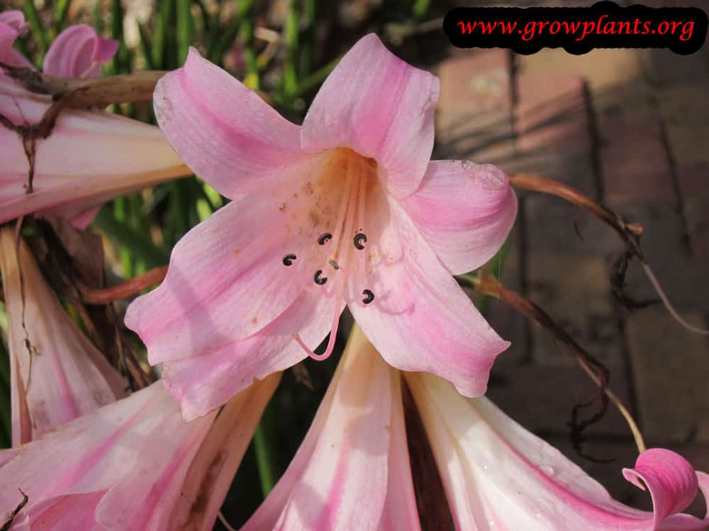Amaryllis belladonna care
