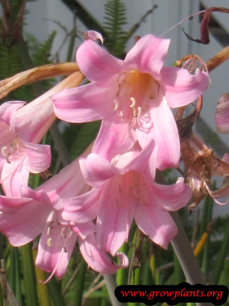 Amaryllis belladonna growing