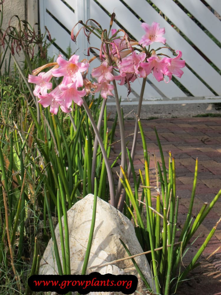 Amaryllis belladonna plant