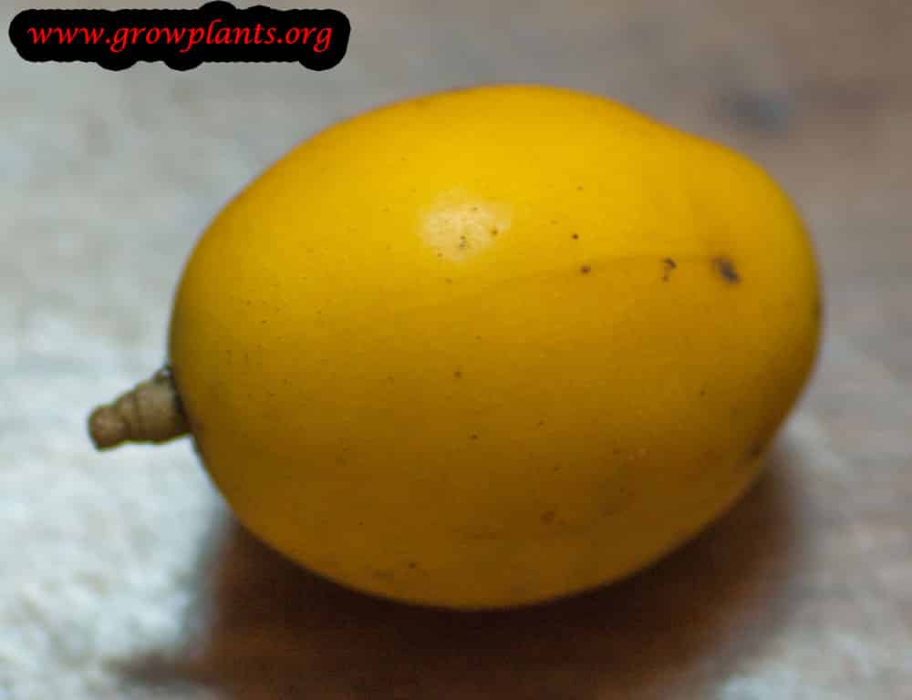 Ambarella fruit