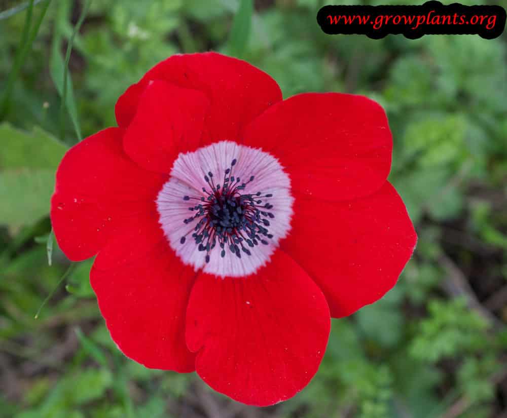 Poppy anemone red flower
