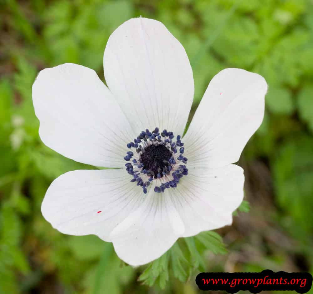 Poppy anemone white flower