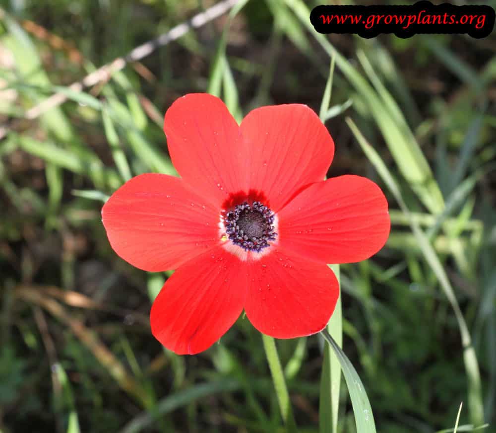 Poppy anemone