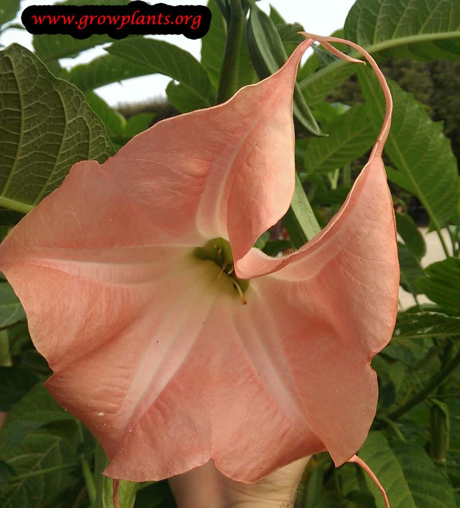 Brugsmania flower