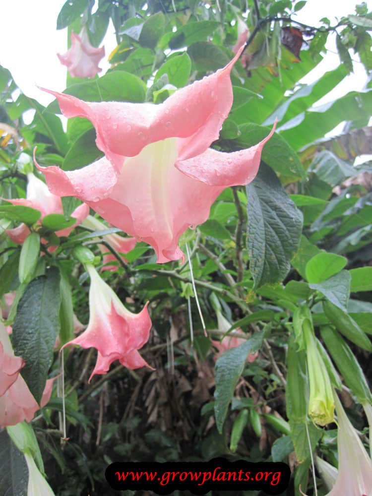 Angel trumpet pink flowers