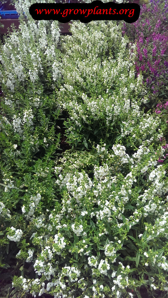 Angelonia white flowers