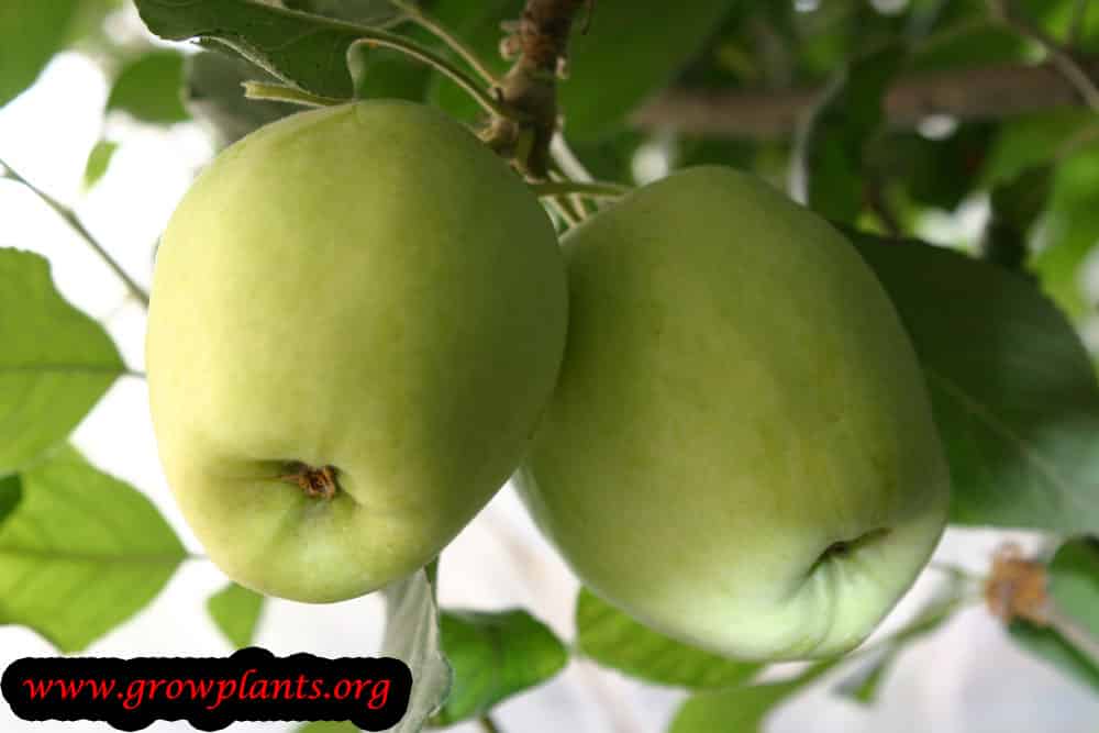 Anna Apple fruits