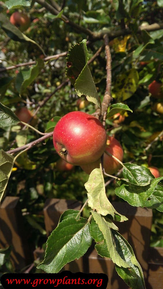 Apple growing & care