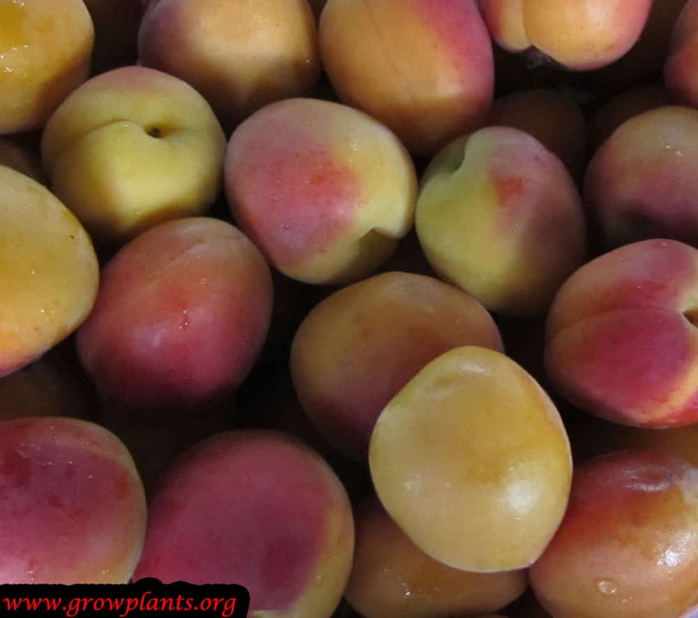 Apricot tree fruit