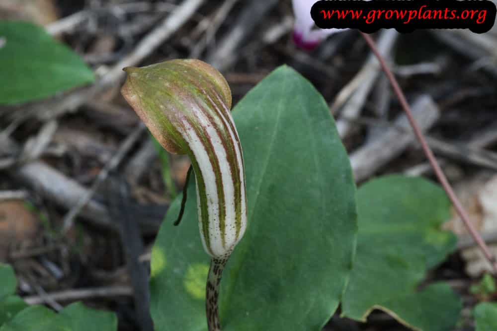 Arisarum vulgare plant