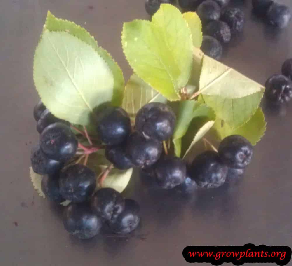 Aronia fruits