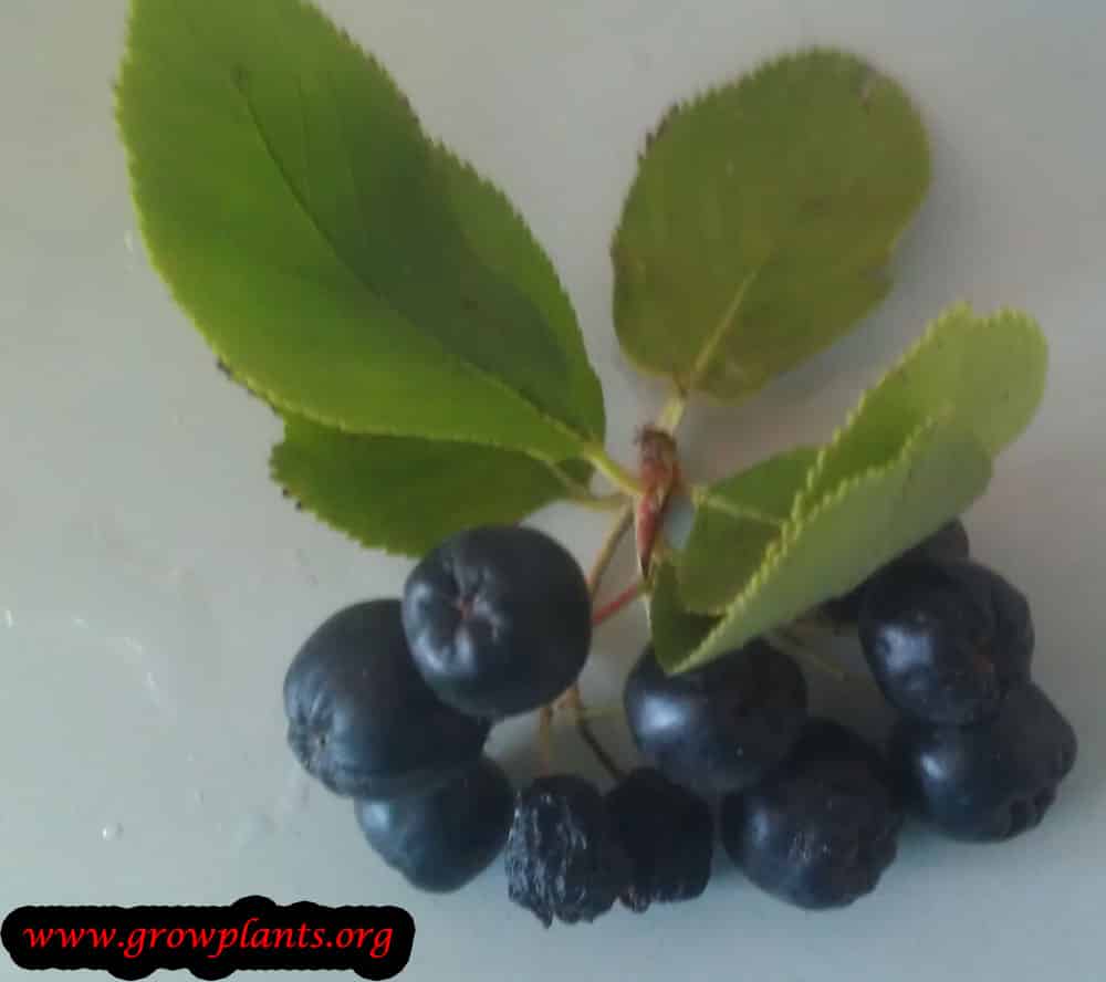 Aronia berry