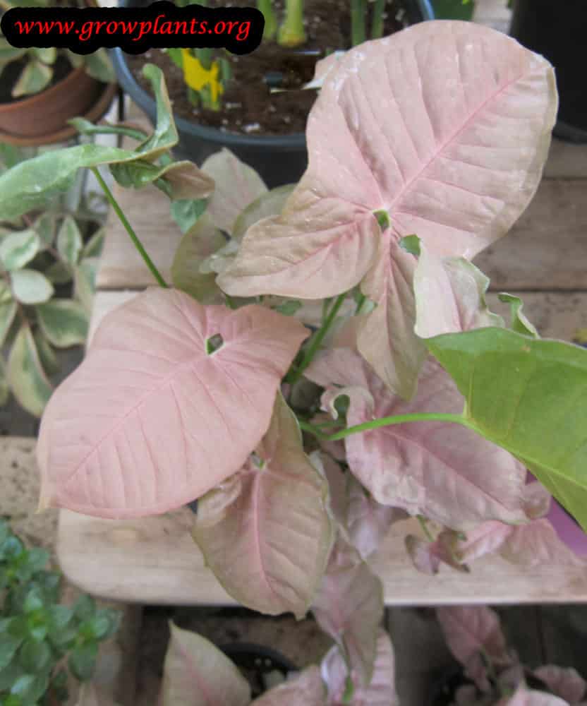 Pink Arrowhead plant