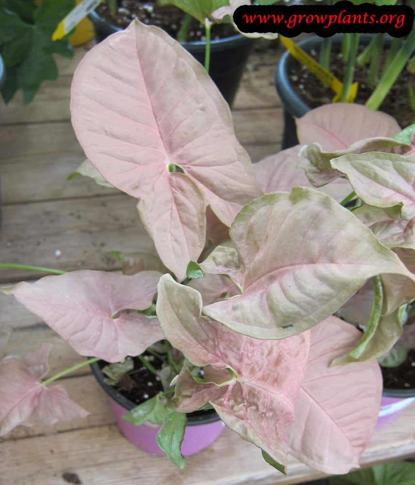 Pink Arrowhead plant care