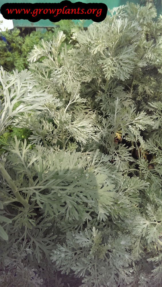 Artemisia vulgaris plant