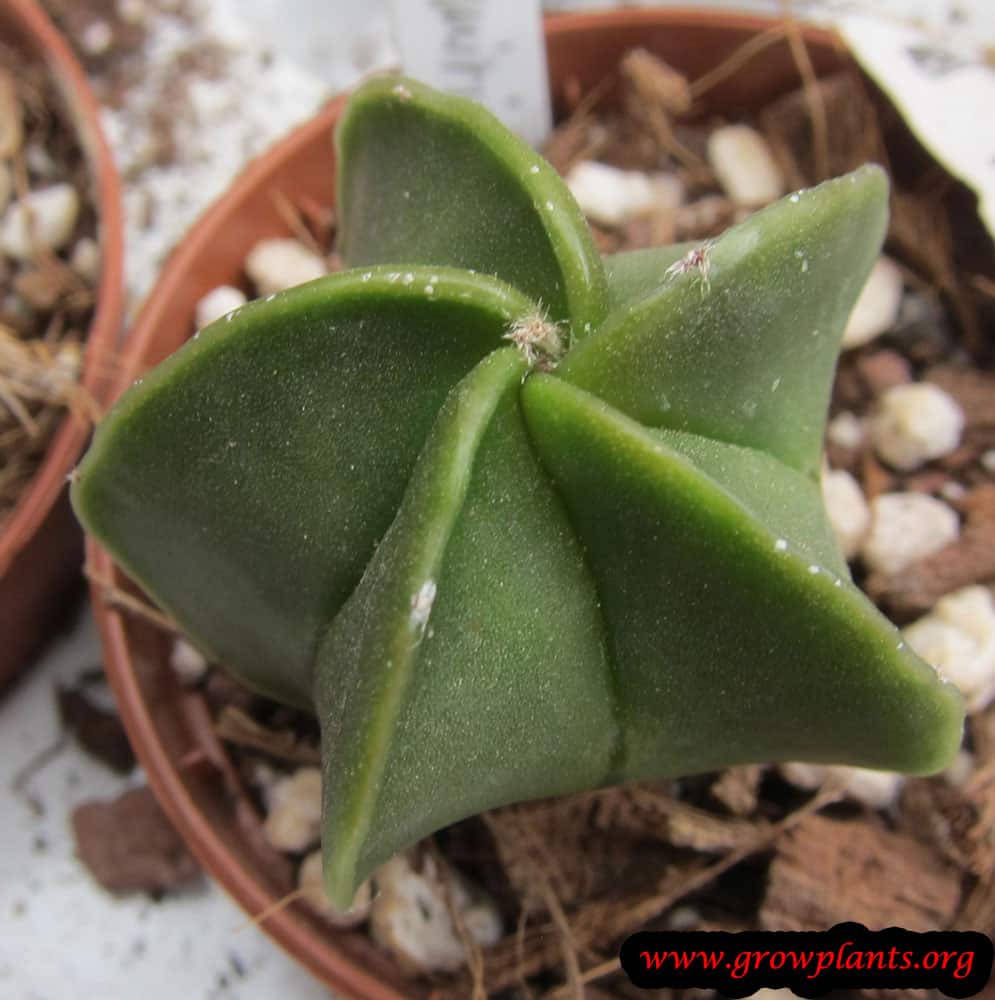 Astrophytum myriostigma plant