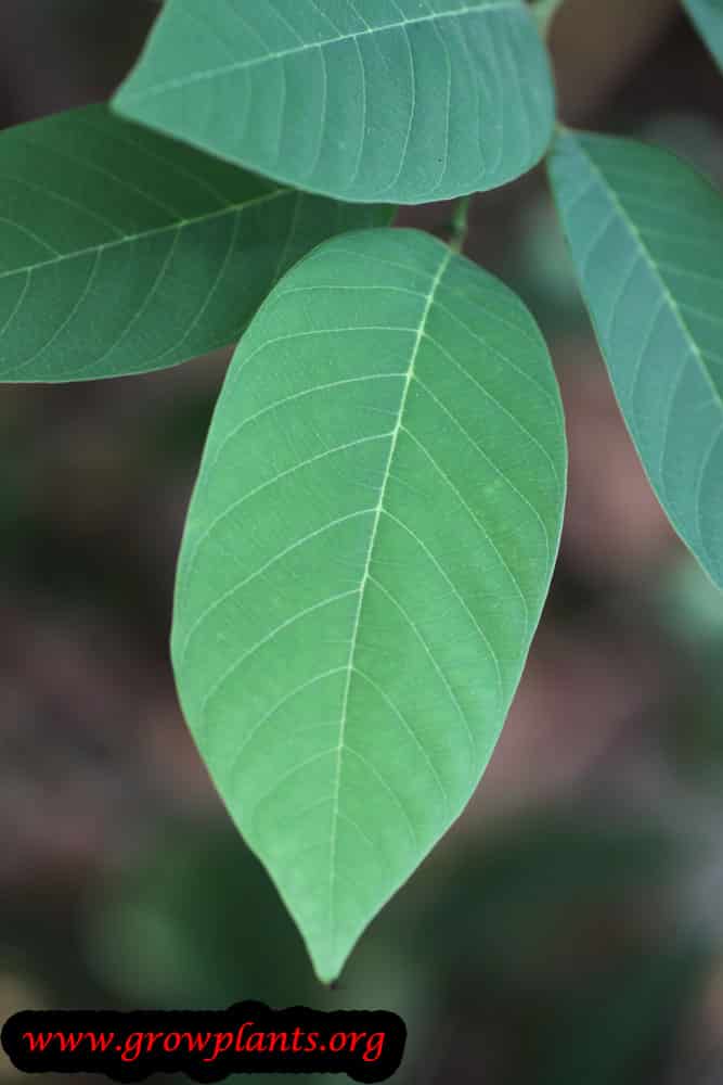 Atemoya leaves