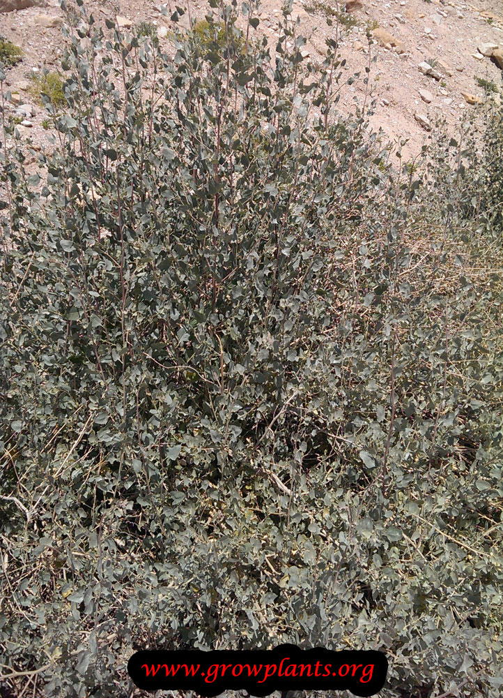 Atriplex halimus plant care