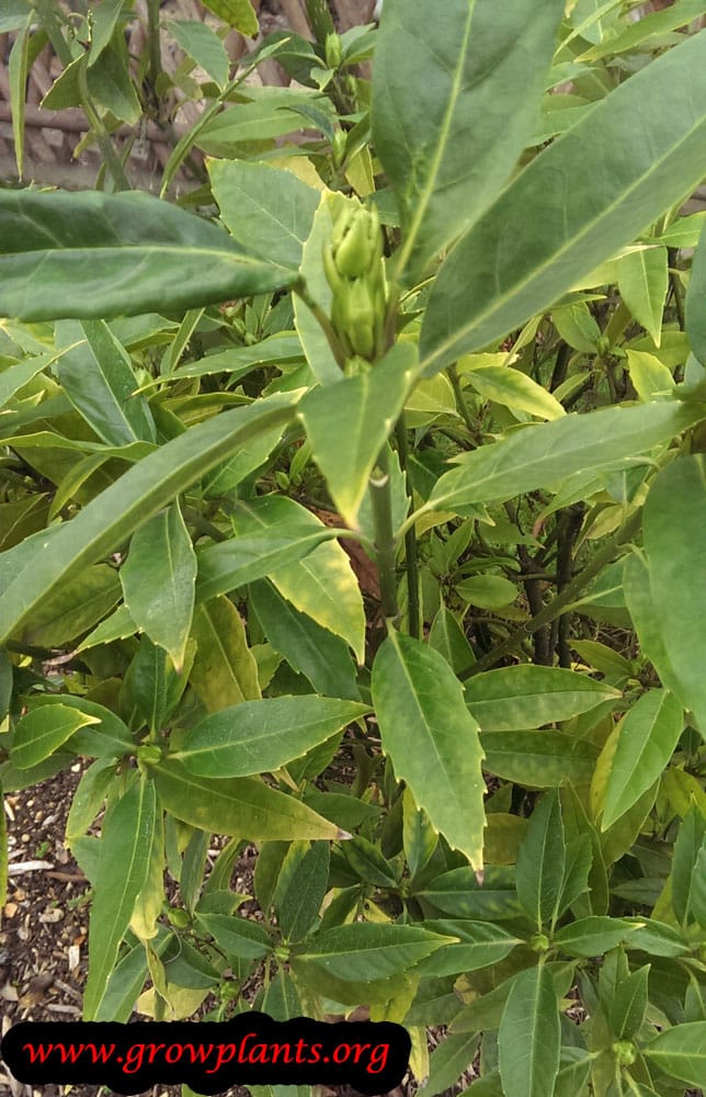 Aucuba himalaica plant