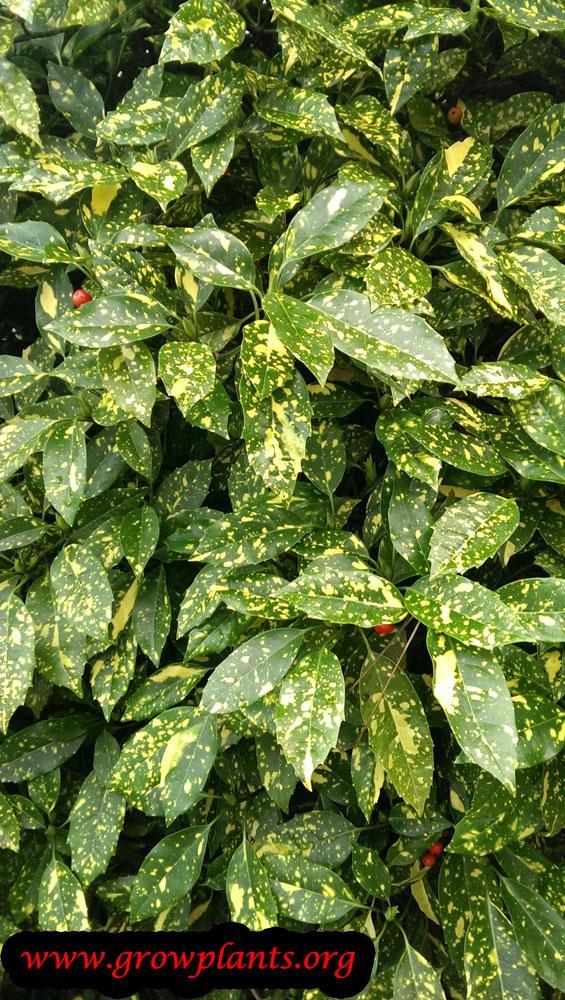 Aucuba japonica plant