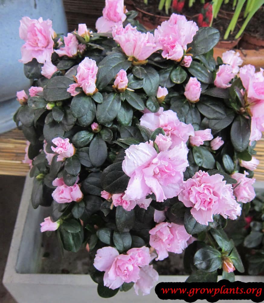 Azalea pink flowers
