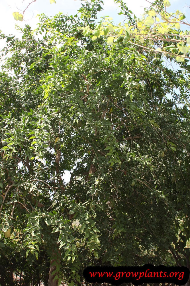 Bael tree