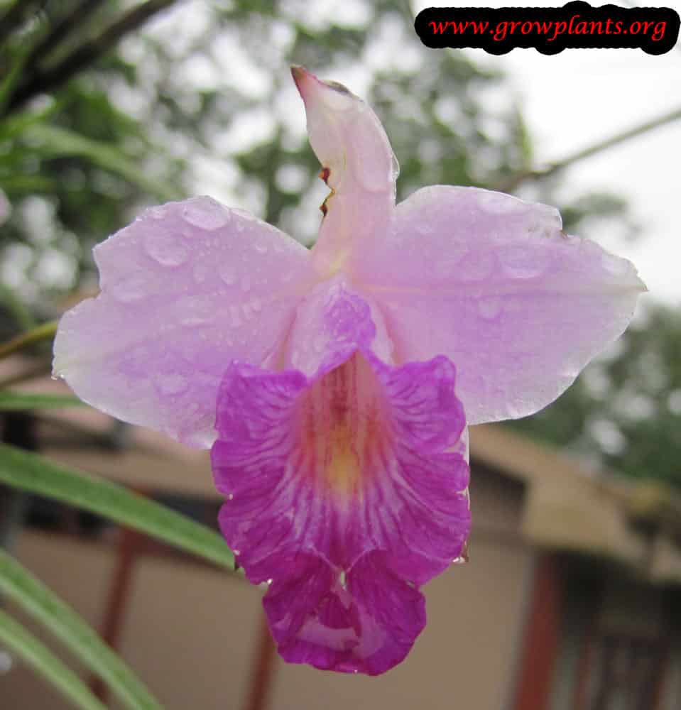 Bamboo orchid