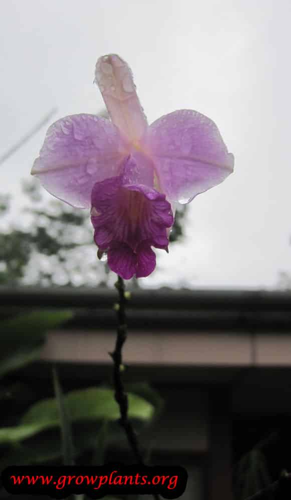 Bamboo orchid care