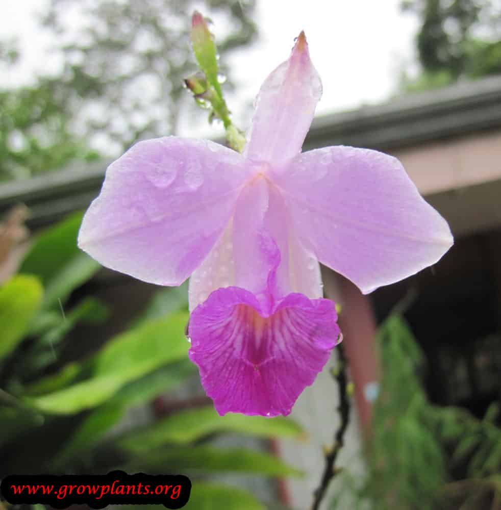 Bamboo orchid growing